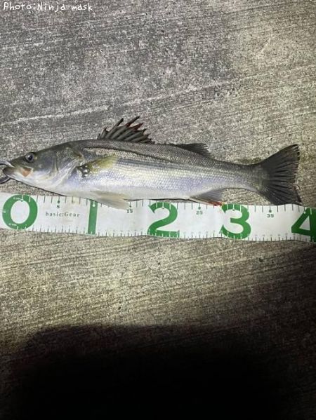 �����Х�