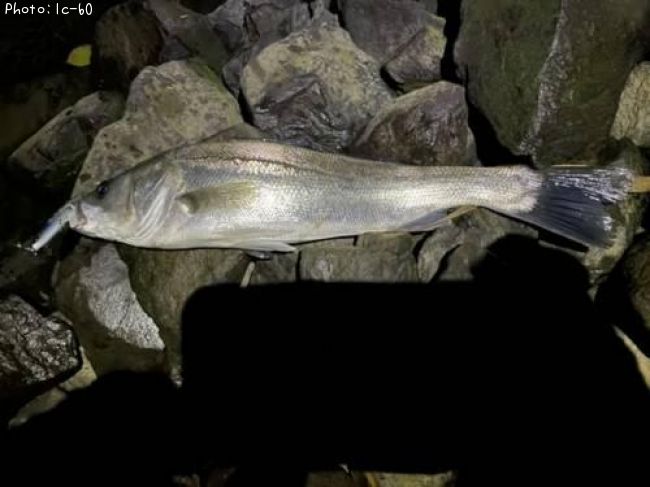 �����Х�