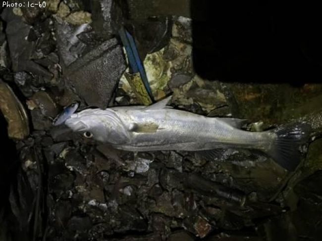 �����Х�