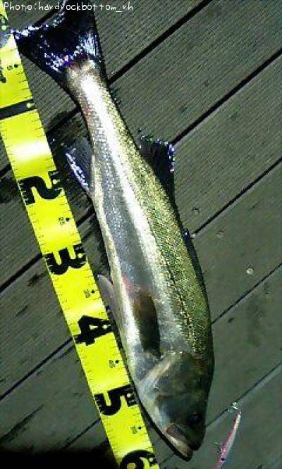 �����Х�