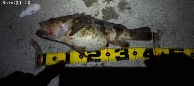 �٥å�������