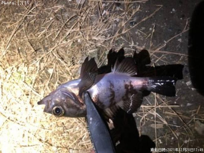 �ҥ�Х롢������