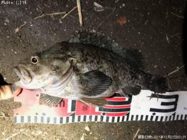 ��������Х롢�������