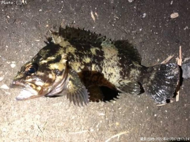 ��������Х�