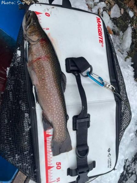 �֥饦��ȥ饦��