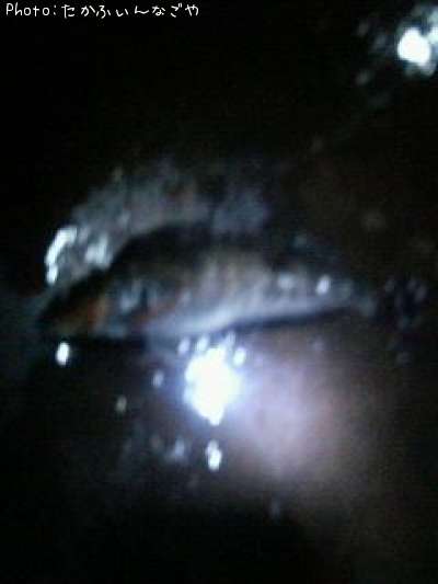 �����ʥ�