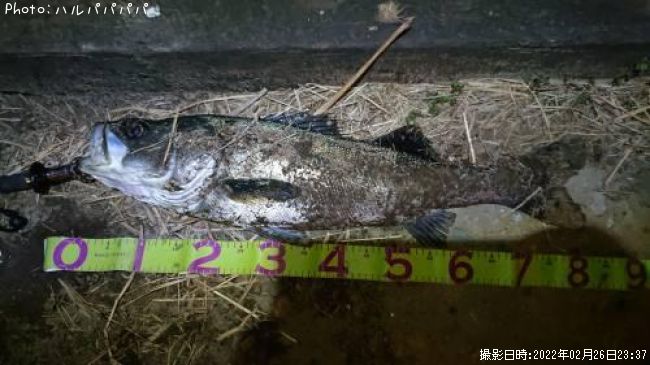 �����Х�