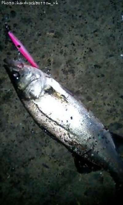 �����Х�