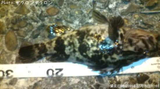 �����Υ���Х�