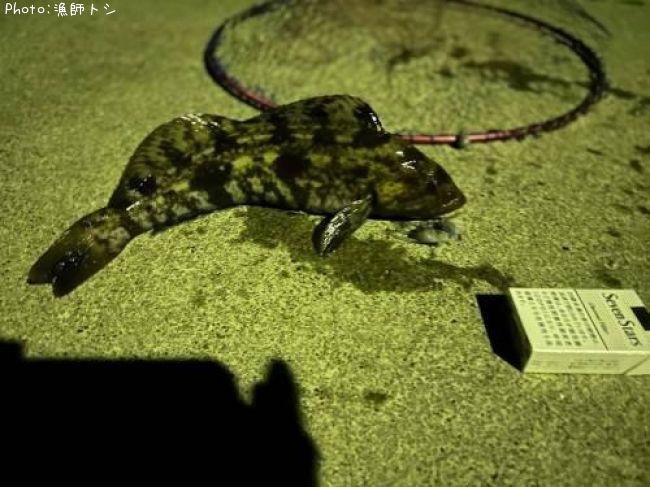 �����ʥ�