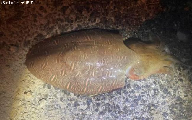 ��󥴥�����