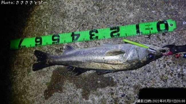 �����Х�����������