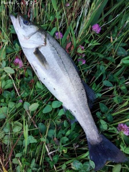 �����Х�