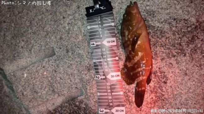 �����ϥ�