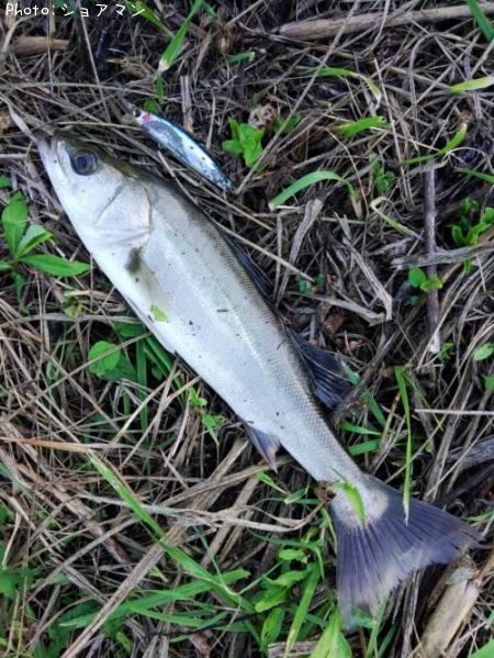 �����Х�