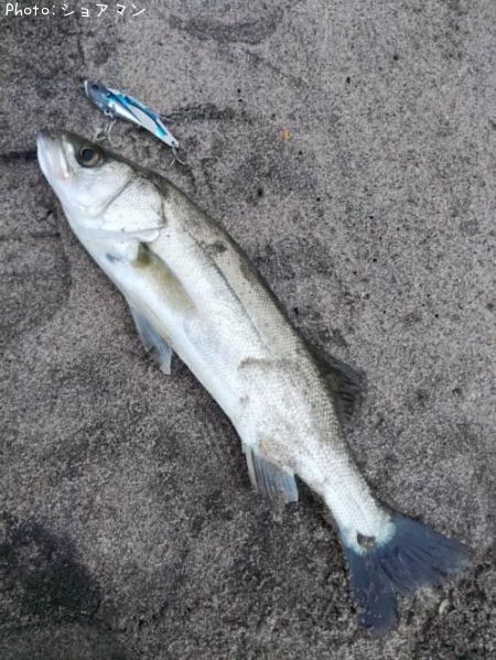 �����Х�