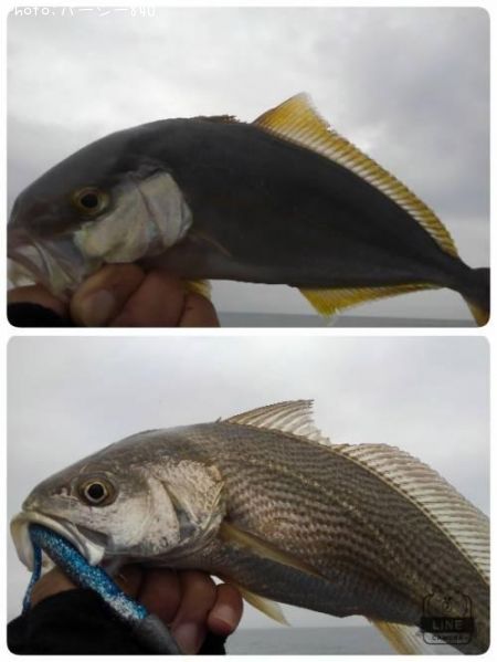 ���祴���������