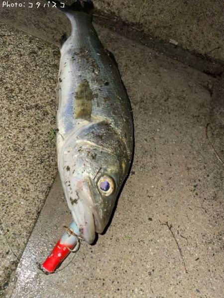 �����Х�