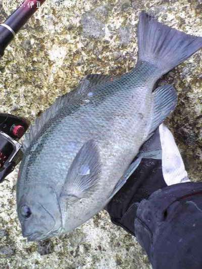 �����᥸��