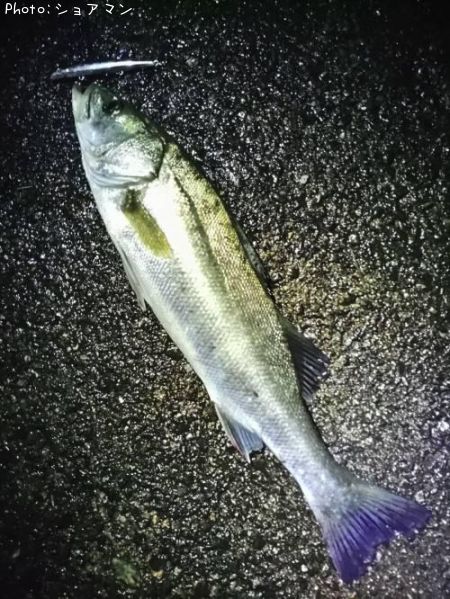 �����Х�