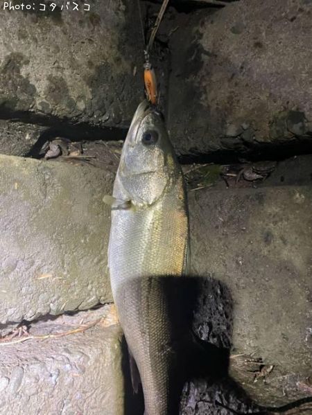 �����Х�