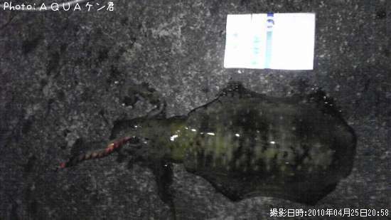 �����ꥤ��