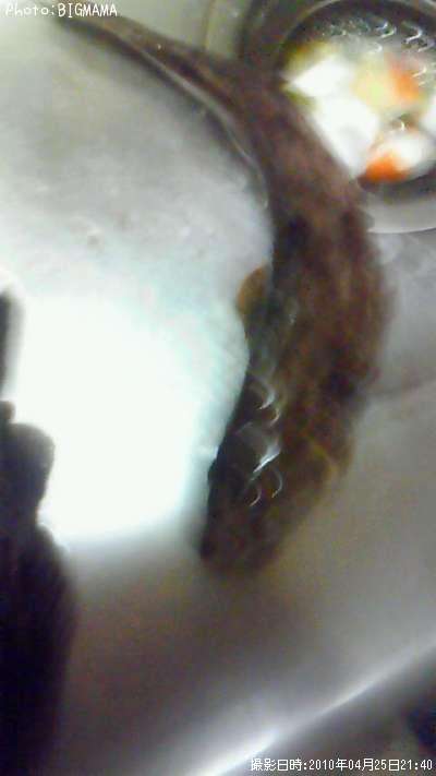 �����ʥ�