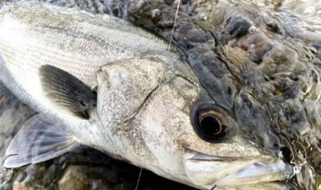 �����Х�