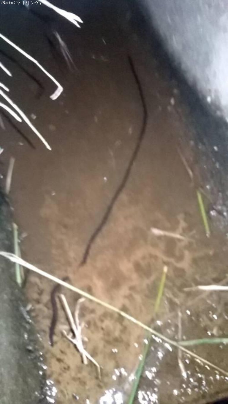 �ϥå��ߥߥ�