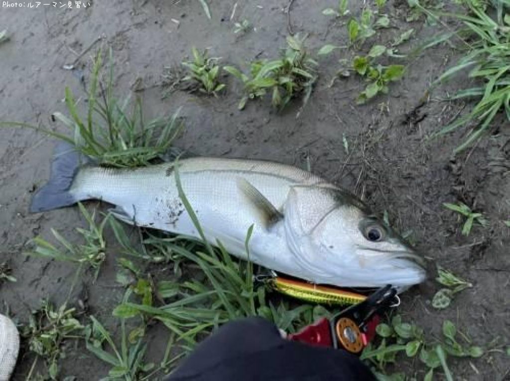 �����Х�