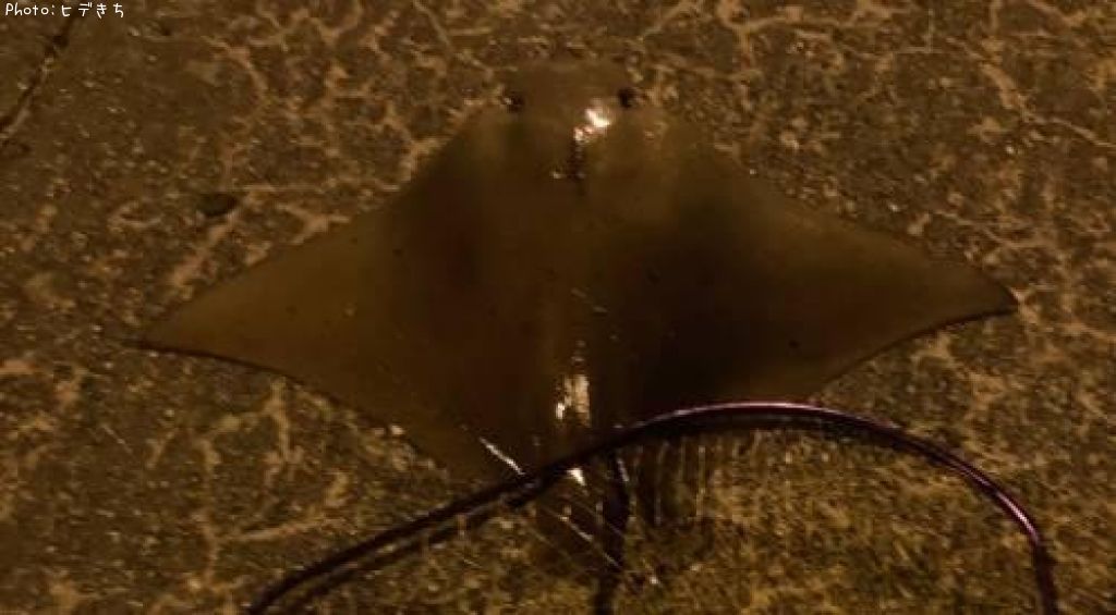 �ʥ�ȥӥ���