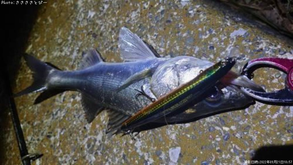 �����Х�