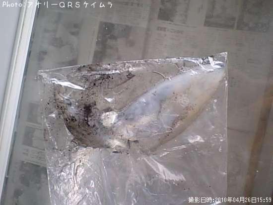 �����ꥤ��