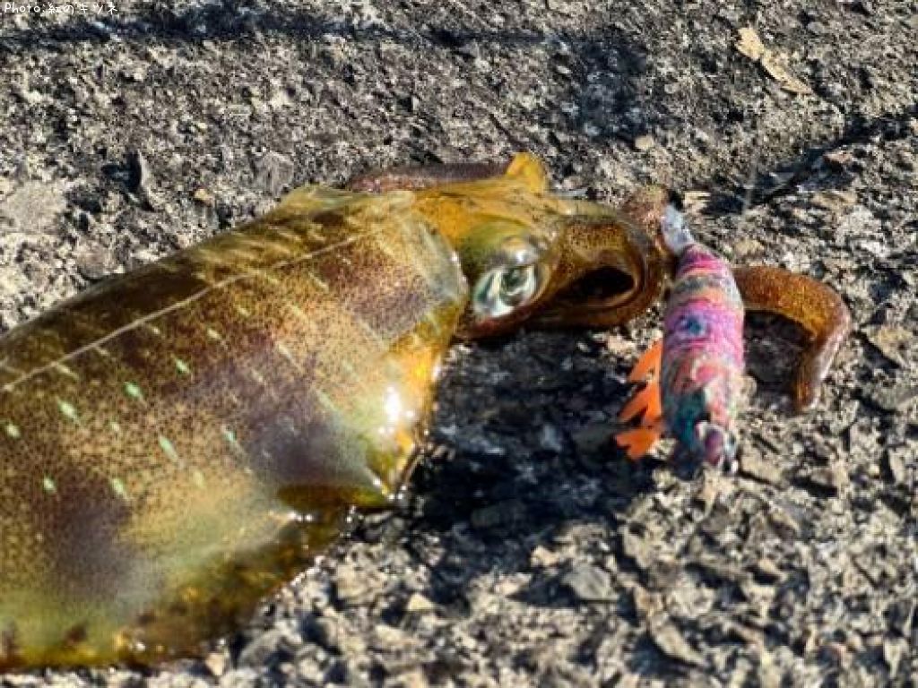 �����ꥤ��