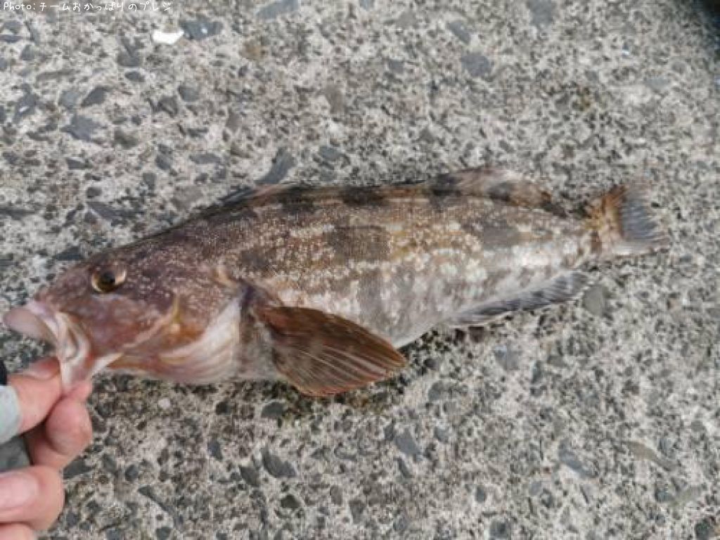 �����ʥ�