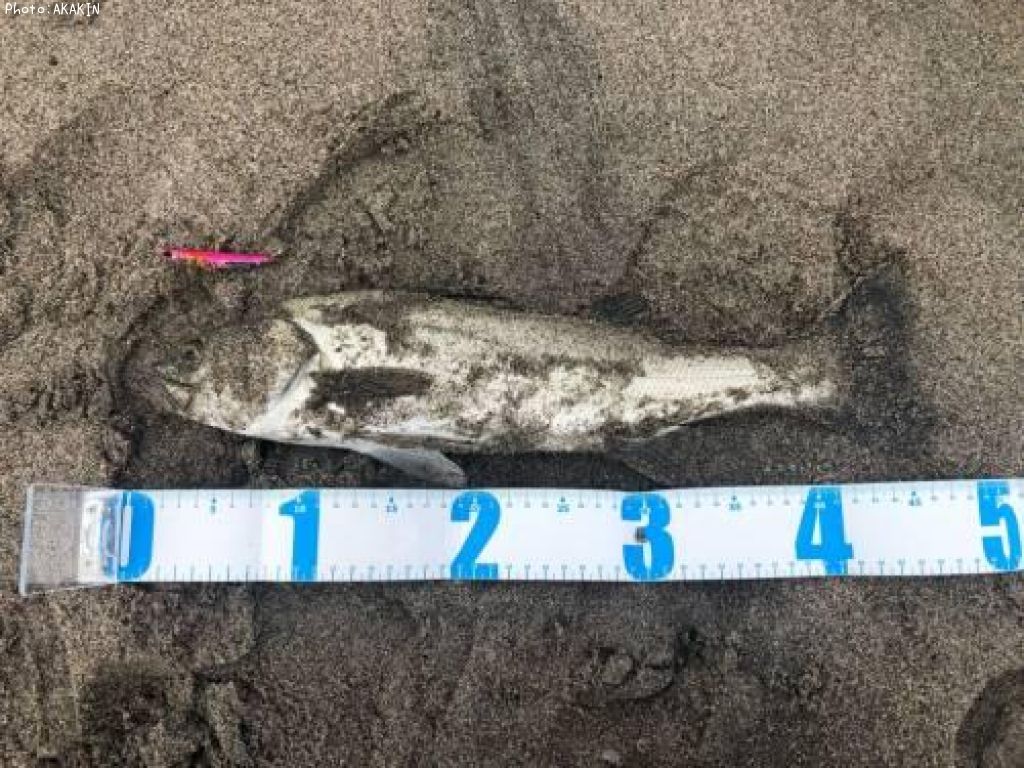 �����Х�