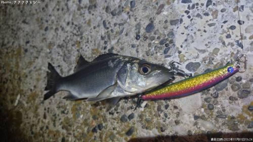 �����Х�