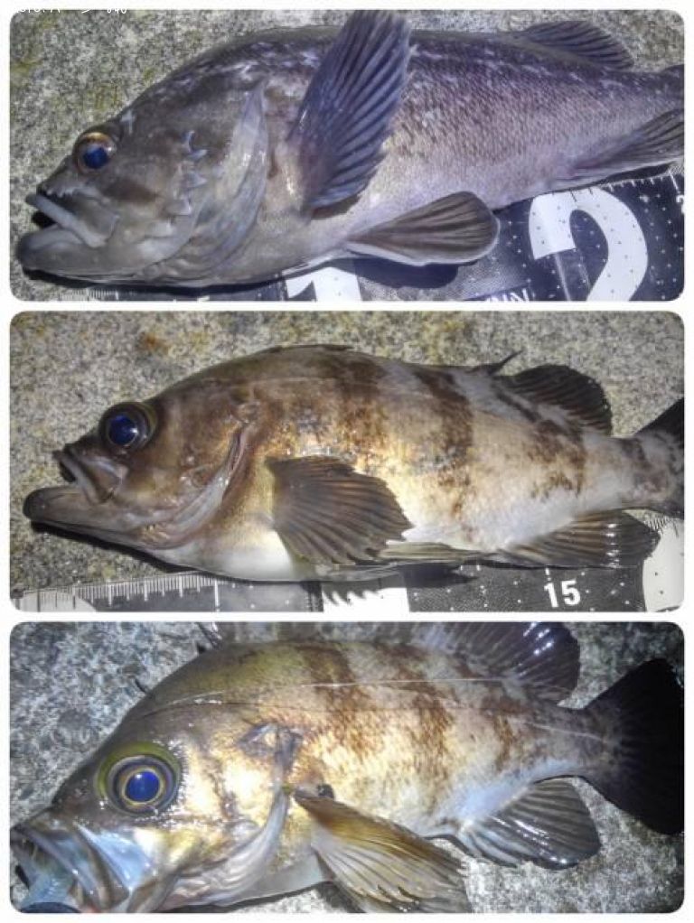 ��Х����������