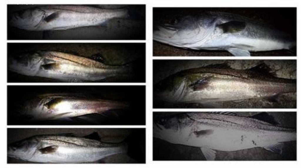 �����Х�