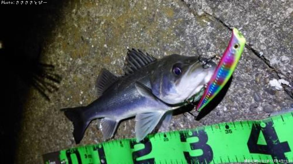 �����Х�