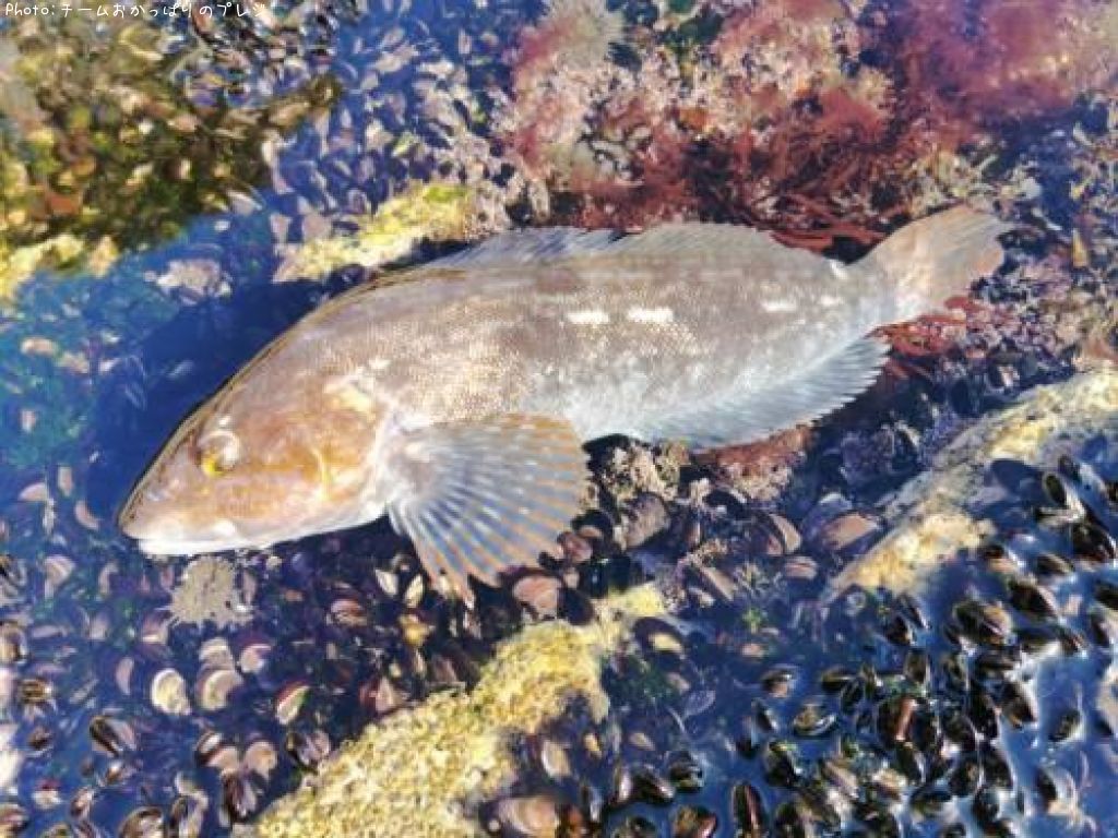 �����ʥ�