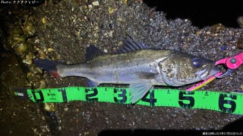 �����Х�