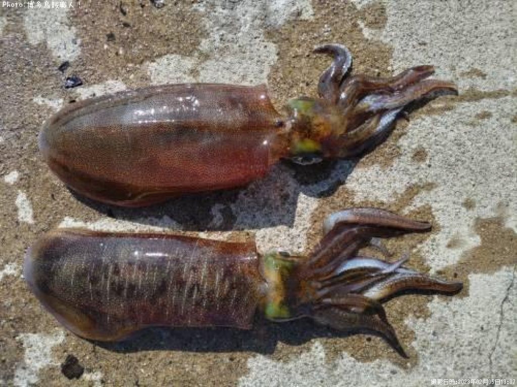 �����ꥤ��