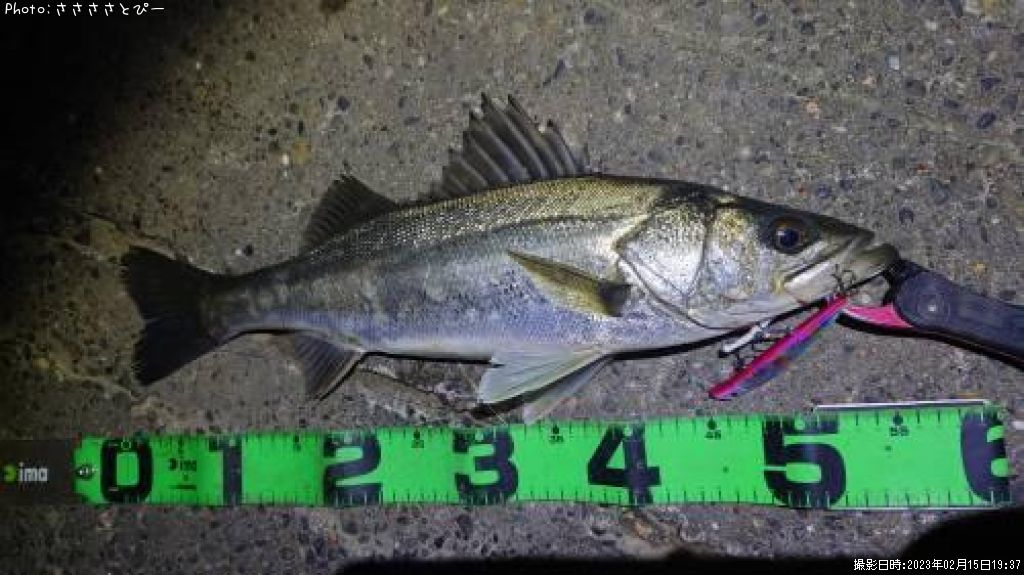 �����Х�