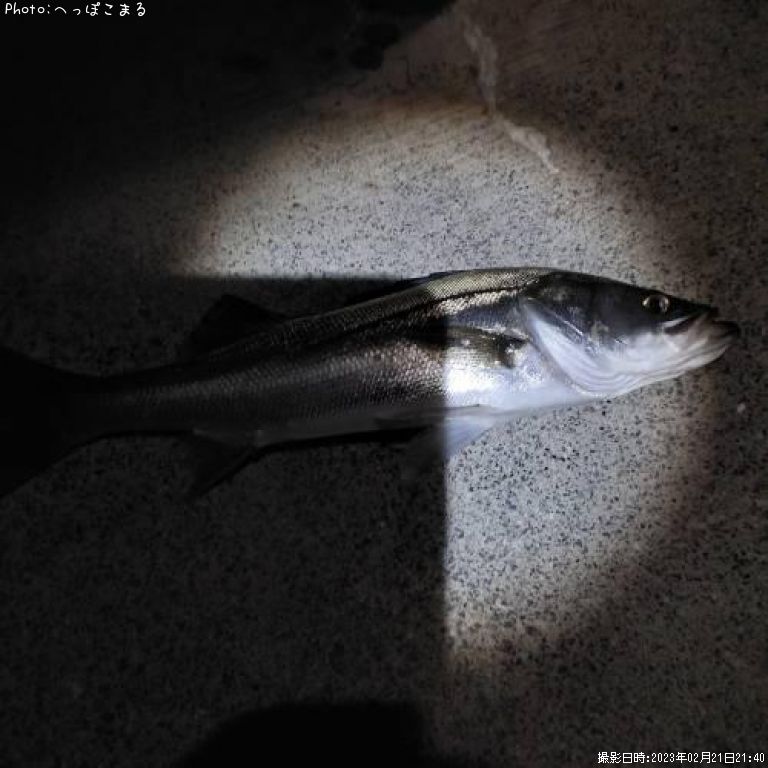 �����Х�