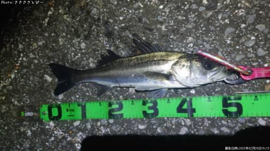 �����Х�