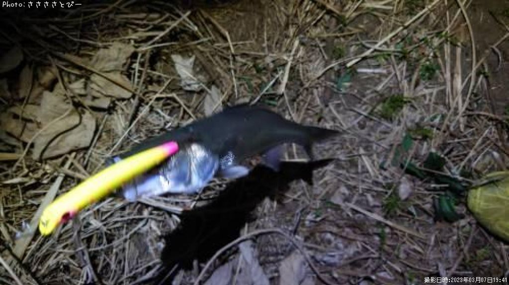 �����Х�