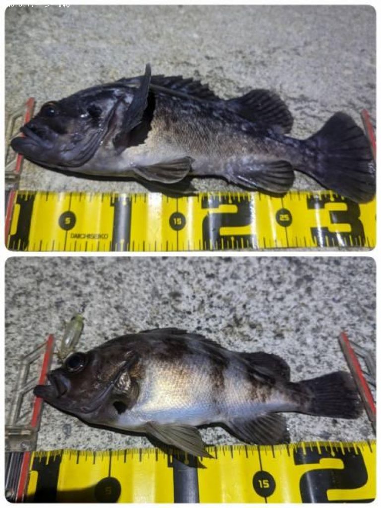 ��Х�ȥ�������