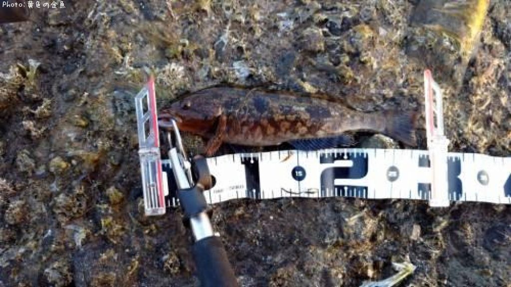 �����ʥ�