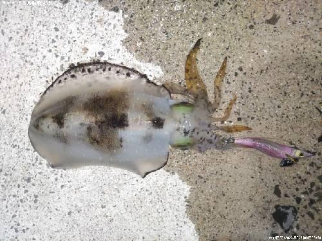 �����ꥤ��